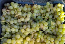 La ola de calor asesta un duro golpe a la uva moscatel en la Axarquía: se prevén caídas de hasta el 40%