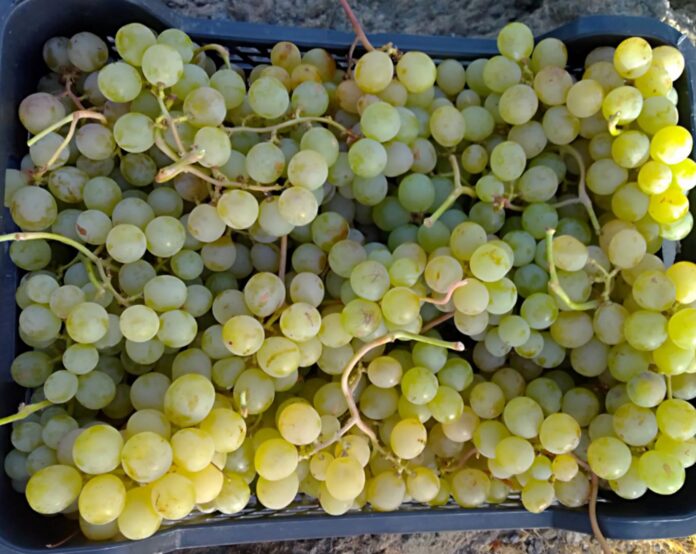 uva moscatel