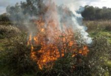 Hoguera de restos vegetales en un campo, ejemplo de quema de restos agrícolas en Nerja